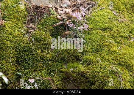 Moss covered rocks and troodos wild flowers on the caledonian trail, troodos mountains, cyprus, mediterranean, europe Stock Photo