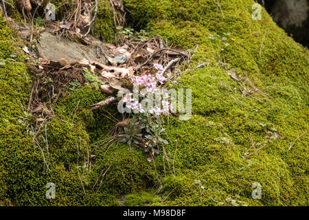 Moss covered rocks and troodos wild flowers on the caledonian trail, troodos mountains, cyprus, mediterranean, europe Stock Photo