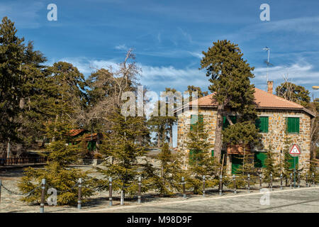 Black pine trees in spring on the road from troodos square to mount olympus, limassol district, cyprus, europe Stock Photo