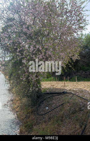 bitter almond blossom (white) on the tree in spring sunshine, paphos district, cyprus, mediterranean island, europe Stock Photo