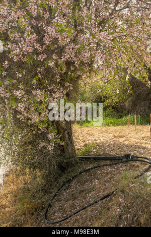 bitter almond blossom (white) on the tree in spring sunshine, paphos district, cyprus, mediterranean island, europe Stock Photo