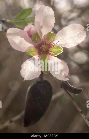 bitter almond blossom (white) on the tree in spring sunshine, paphos district, cyprus, mediterranean island, europe Stock Photo