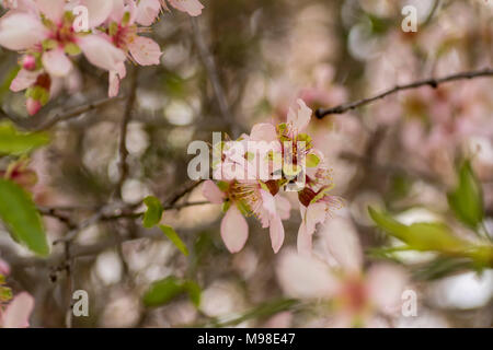 bitter almond blossom (white) on the tree in spring sunshine, paphos district, cyprus, mediterranean island, europe Stock Photo