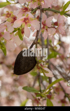 bitter almond blossom (white) on the tree in spring sunshine, paphos district, cyprus, mediterranean island, europe Stock Photo