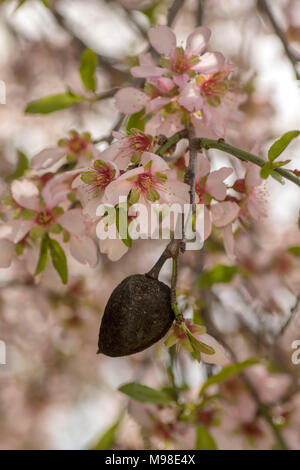 bitter almond blossom (white) on the tree in spring sunshine, paphos district, cyprus, mediterranean island, europe Stock Photo
