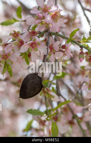 bitter almond blossom (white) on the tree in spring sunshine, paphos district, cyprus, mediterranean island, europe Stock Photo