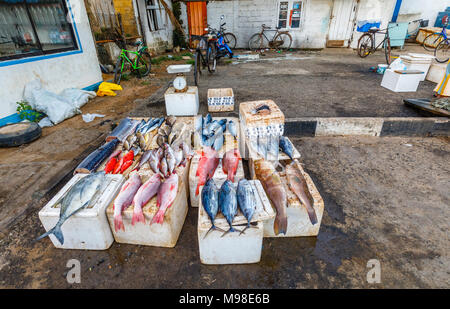 Large freshly caught fish displayed for sale at the quayside fish market in the harbour at Weligama on the south coast of Sri Lanka Stock Photo