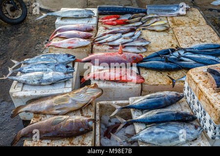 A selection of fresh caught fish displayed for sale in the quayside market in the harbour at Weligama, Mirissa, on the south coast of Sri Lanka Stock Photo