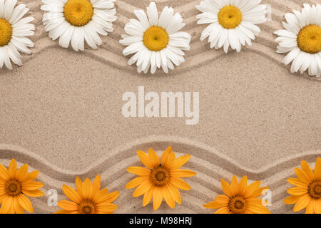 Two lines zigzag of white and yellow daisies growing on the sand. View from above Stock Photo