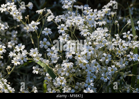 Snow-in-summer, Silverarv (Cerastium tomentosum Stock Photo - Alamy