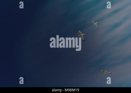 Seagulls. Wild birds flying high in a blue sky. Isolated. . Stock photo. Stock Photo