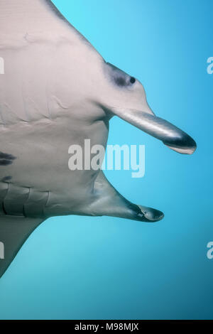 Portrait of the Reef Manta Ray (Mobula alfredi, Alfred manta) in the blue water Stock Photo