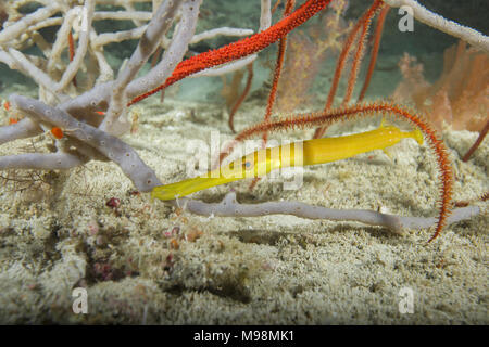 Baby Yellow Pacific Trumpetfish (Aulostomus chinensis) hiding among corals and sponges Stock Photo