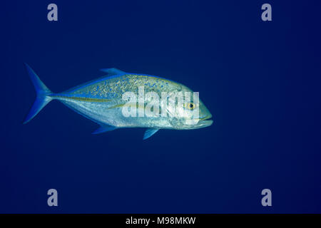Bluefin trevally (Caranx melampygus) in the blue water Stock Photo