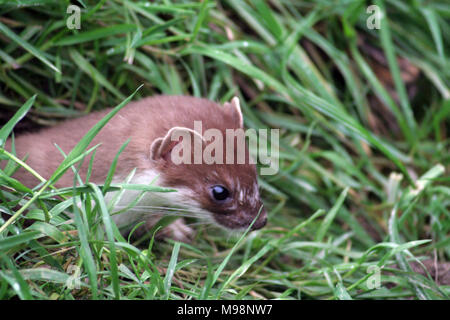 Stoat Catching Rabbit Image The stoat (or Weasel as it is called in the US) is different to the ...