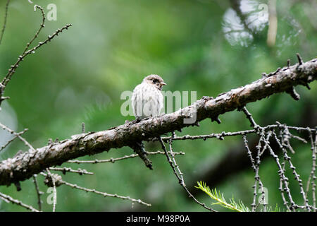 Pied Flycatcher (Ficedula hypoleuca). Russia, Moscow. Stock Photo