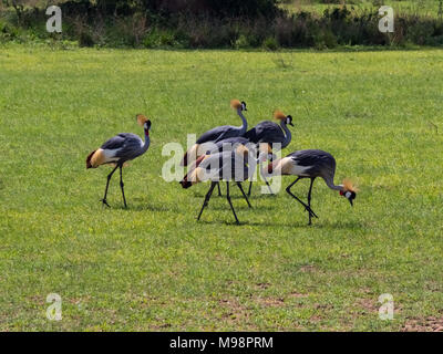 The Crane - National Bird of Uganda Stock Photo
