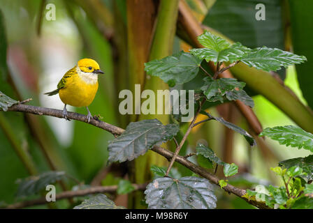 Silver-throated Tanager - Tangara icterocephala, small yellow tanager from Costa Rica. Stock Photo