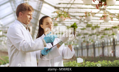 In the Industrial Greenhouse Two Agricultural Engineers Test Plants Health and Analyze Data with Tablet Computer. Stock Photo