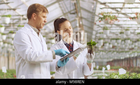 In the Industrial Greenhouse Two Agricultural Engineers Test Plants Health and Analyze Data with Tablet Computer. Stock Photo