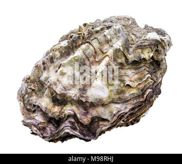 Fresh oysters isolated on white background with clipping path Stock Photo