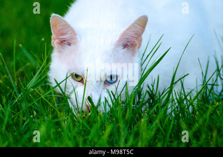 A white house cat (Felis silvestris catus), with one green eye and one blue eye, looks through green grass toward the camera