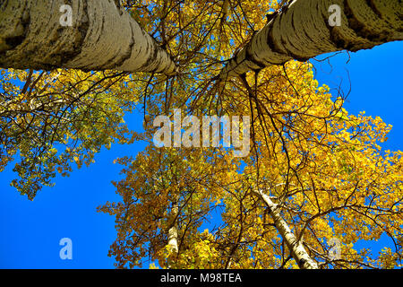 Looking up to the tops of tall aspen trees with bright yellow leaves against a clear blue sky in rural Alberta Canada. Stock Photo