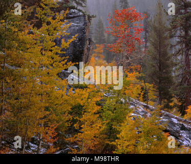 Aspen, Jennie Lakes Wilderness, Giant Sequoia National Monument, California Stock Photo