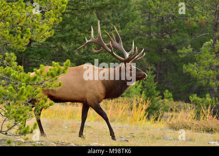 A large bull elk (Cervus elaphus), stepping out from behind a pine tree in Jasper National Park Alberta Canada Stock Photo