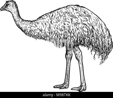 Emu illustration, drawing, engraving, ink, line art, vector Stock Vector