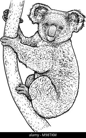 Koala illustration, drawing, engraving, ink, line art, vector Stock Vector