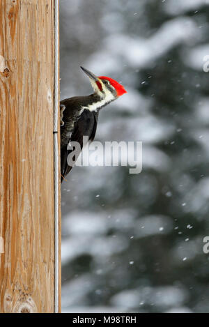 A Pileated Woodpecker (Dryocopus pileatus) perched on a hydro pole searching for insects in rural Alberta Canada Stock Photo