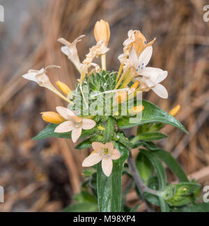 Large Flowered Collomia grows off the beaten path in Sequoia National Park. Stock Photo