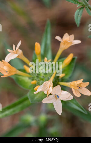 Large Flowered Collomia grows off the beaten path in Sequoia National Park. Stock Photo