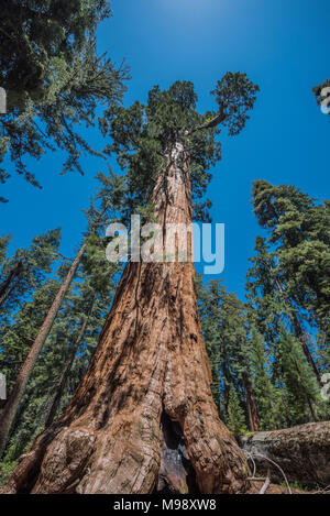 The Giant Sequoia is both the largest tree species and the largest living organism on Earth. Sequoia National Park is home to thousands of these trees. Stock Photo