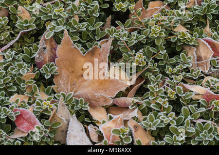 frost covered dry maple leaf sitting on an evergreen bush Stock Photo