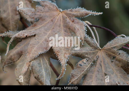 Dry brown Japanese maple leaves on the tree edged with frost Stock Photo