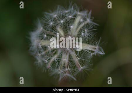 macro view of white dandelion seed tuft Stock Photo
