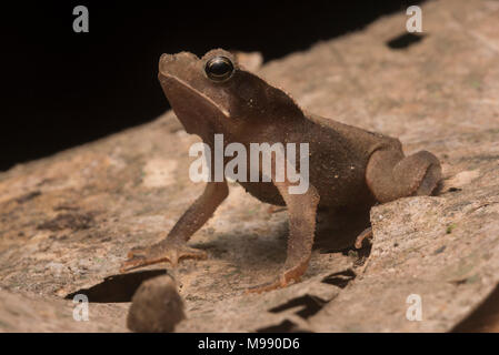 A forest crested toad (Rhinella margaritifera) from the forest floor, they blend in incredibly well amidst the leaf litter. Stock Photo