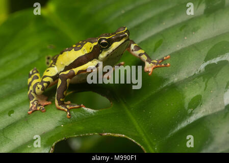 A male Atelopus pulcher, a critically endangered stubfoot toad endemic to Peru. This species is in danger of vanishing & populations have decreased. Stock Photo