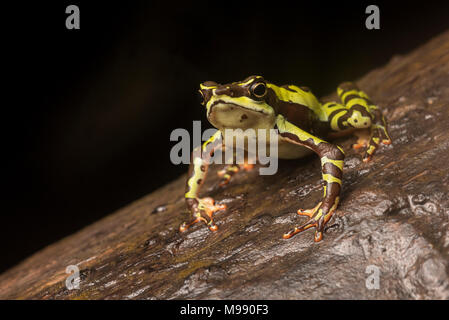 A male Atelopus pulcher, a critically endangered stubfoot toad endemic to Peru. This species is in danger of vanishing & populations have decreased. Stock Photo