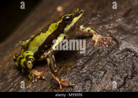 A male Atelopus pulcher, a critically endangered stubfoot toad endemic to Peru. This species is in danger of vanishing & populations have decreased. Stock Photo