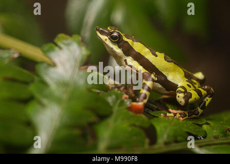 A male Atelopus pulcher, a critically endangered stubfoot toad endemic to Peru. This species is in danger of vanishing & populations have decreased. Stock Photo