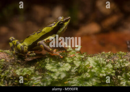 A male Atelopus pulcher, a critically endangered stubfoot toad endemic to Peru. This species is in danger of vanishing & populations have decreased. Stock Photo