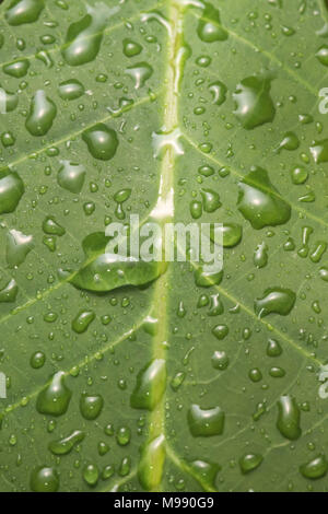 Water droplets on a leaf in the Peruvian jungle. Stock Photo
