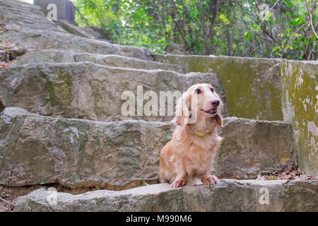 Small cute beige Dachshund dog sitting on outdoor concrete stairs. Good walk in sunny day. Stock Photo