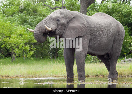 African Elephant (Loxodonta africana). Drinking from river using trunk. Chobe National Park. Okavango Delta. Botswana. Africa.