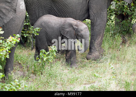 African Elephant (Loxodonta africana). Youg, baby,  calf, standing amongst the legs of mother and an adjacent cow, whilst they browsing bush vegetatio Stock Photo