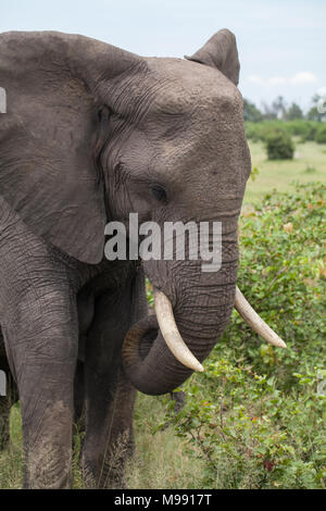 African Elephant (Loxodonta africana). Adult grazing. Showing ivory tusks. Chobe National Park. Okavango Delta. Botswana. Africa. Stock Photo