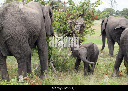 African Elephants (Loxodonta africana). Calf or baby, trying to locate its own mother amongst several other cows browse feeding. Okavango Delta. Botsw